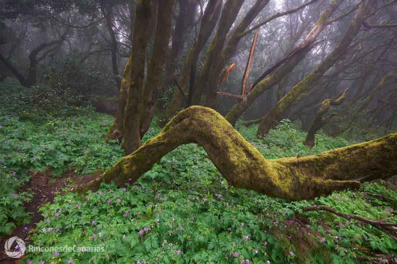 P.N Garajonay-Meriga