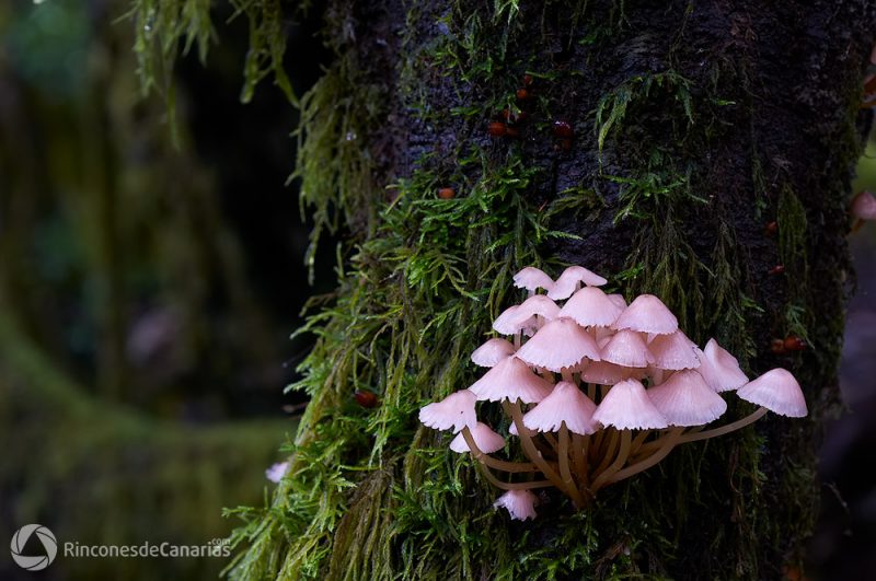 P.N Garajonay-Meriga