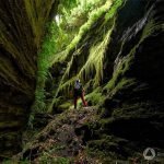 Bosque en La Palma